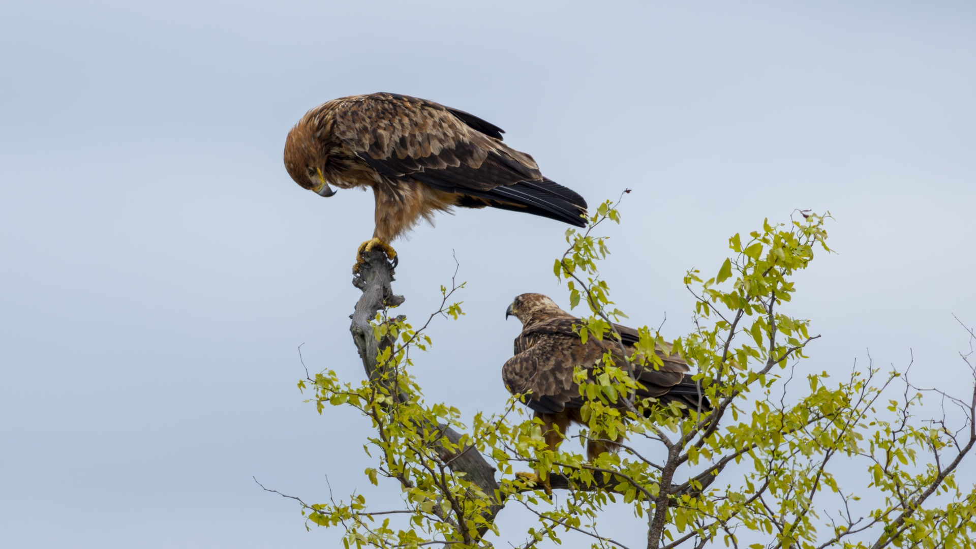 Kruger25 2025 11 06 10 31 43 ILCE 1M2 3524